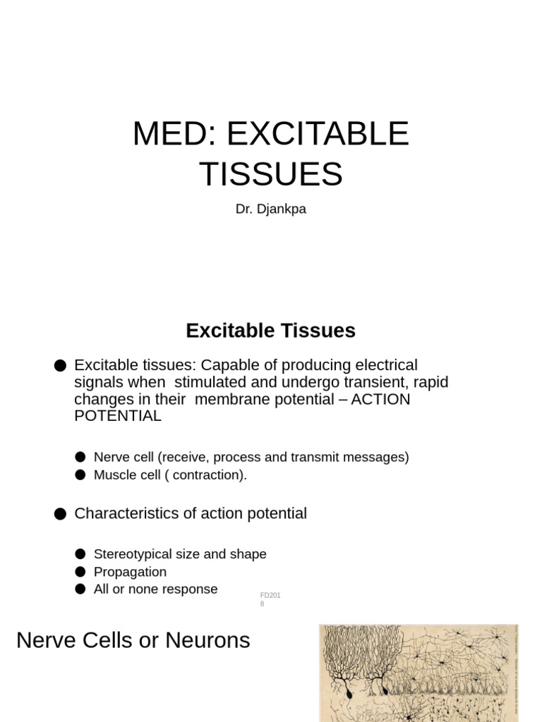 Excitable Tissues | PDF | Chemical Synapse | Excitatory Postsynaptic ...