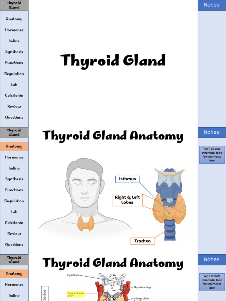 1 Thyroid Gland | PDF | Thyroid | Thyroid Stimulating Hormone