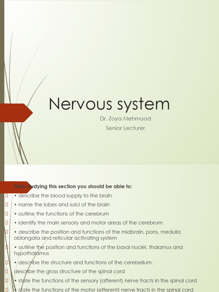 Overview of the Nervous System Functions | PDF | Spinal Cord | Cerebrum