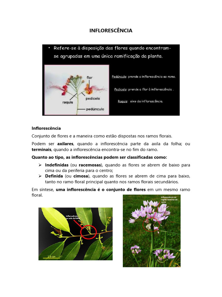Tipos de Inflorescência e Classificação | PDF | Flores | Áreas da Botânica