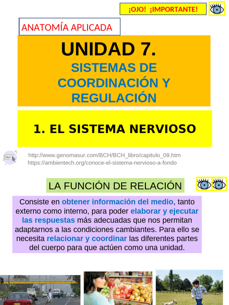 Funciones y Estructura del Sistema Nervioso | PDF | Sinapsis | Sistema ...