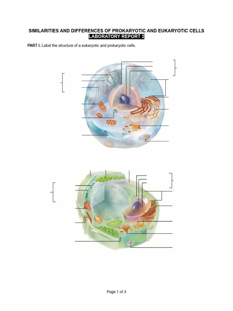 Prokaryotic vs Eukaryotic Cells Report | PDF | Cell (Biology) | Prokaryote