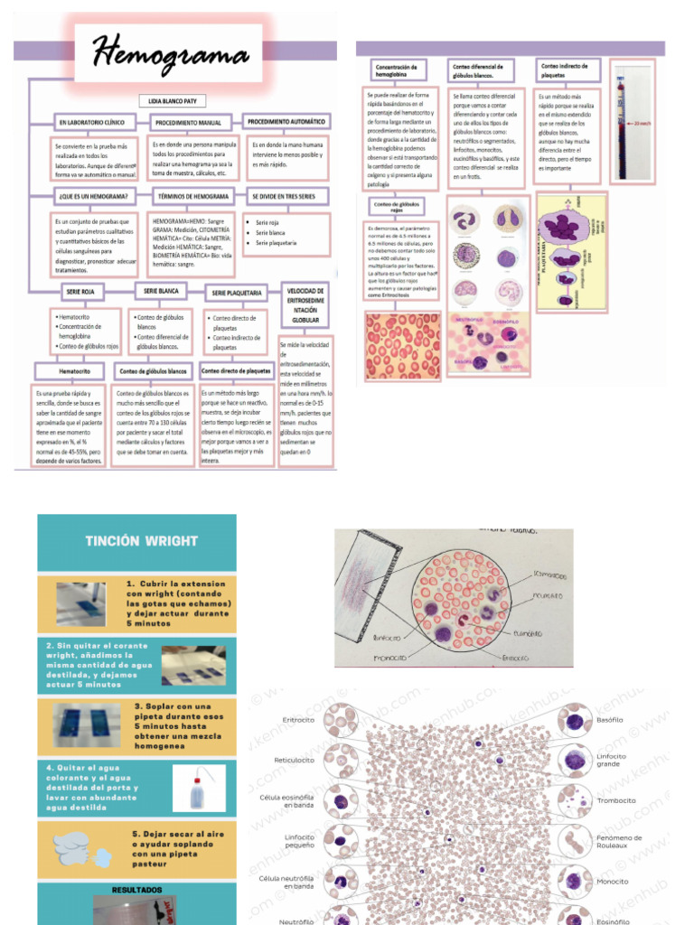 Hemogram A | PDF