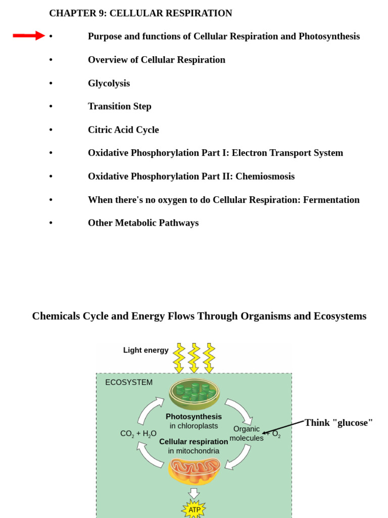 Biol 1 Chapter 9 Cellular Respiratio | PDF | Cellular Respiration ...