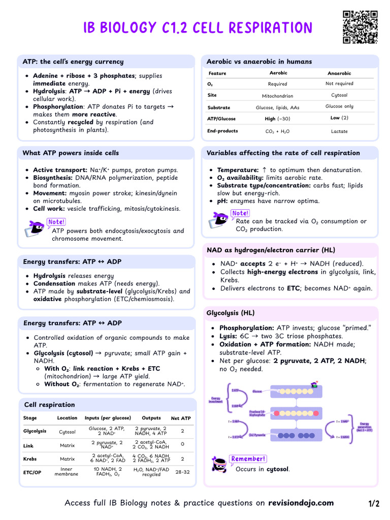 C Revision Dojo | PDF | Action Potential | Adenosine Triphosphate