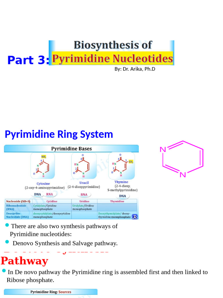 Pyrimidine Biosynthesis | PDF | Biosynthesis | Nucleotides