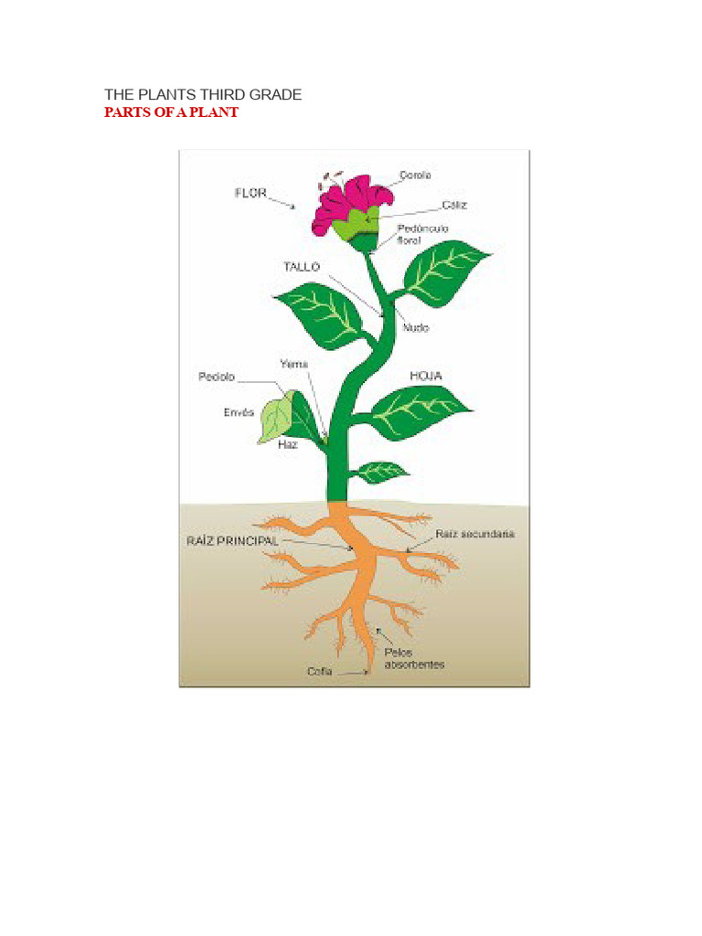 Third Grade Plant Biology Overview | PDF