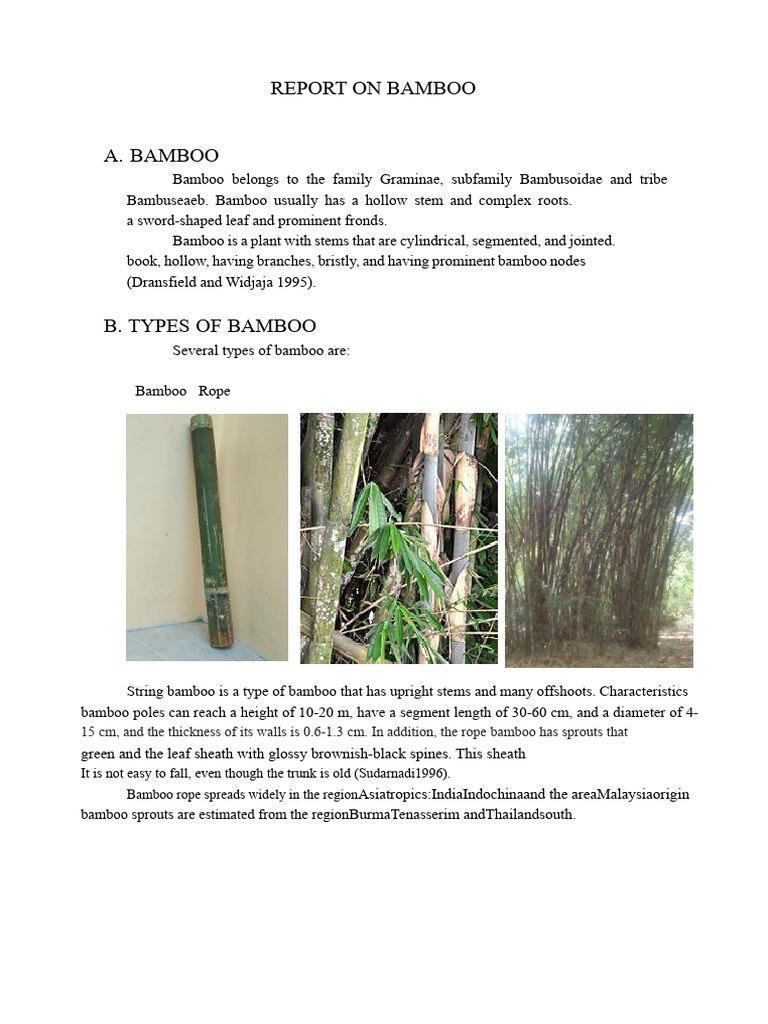 REPORT ON BAMBOO | PDF | Bamboo | Plant Stem