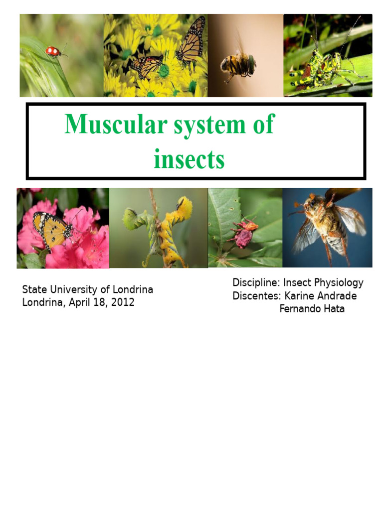 Insect Muscular System Overview | PDF | Skeletal Muscle | Thorax
