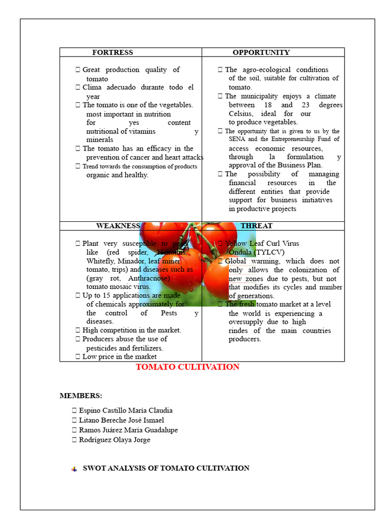 SWOT Analysis of Tomato Cultivation | PDF | Agriculture | Tomato