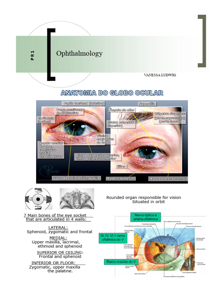 Anatomy and Function of the Eye | PDF | Myopia | Cornea