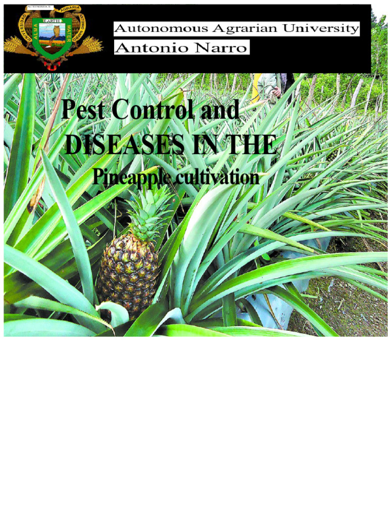 Pineapple Pest and Disease Management | PDF | Pineapple | Pest (Organism)