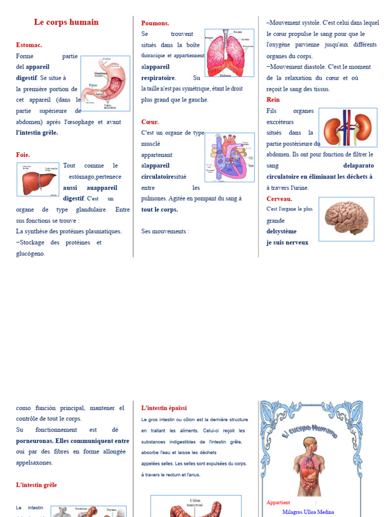 Anatomie et fonctions des organes humains | PDF | Tractus gastro ...