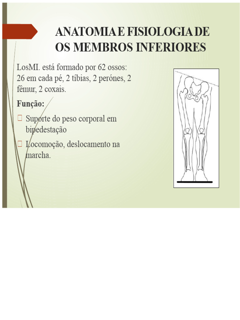 Anatomia dos Membros Inferiores | PDF | Anatomia humana | Membros ...