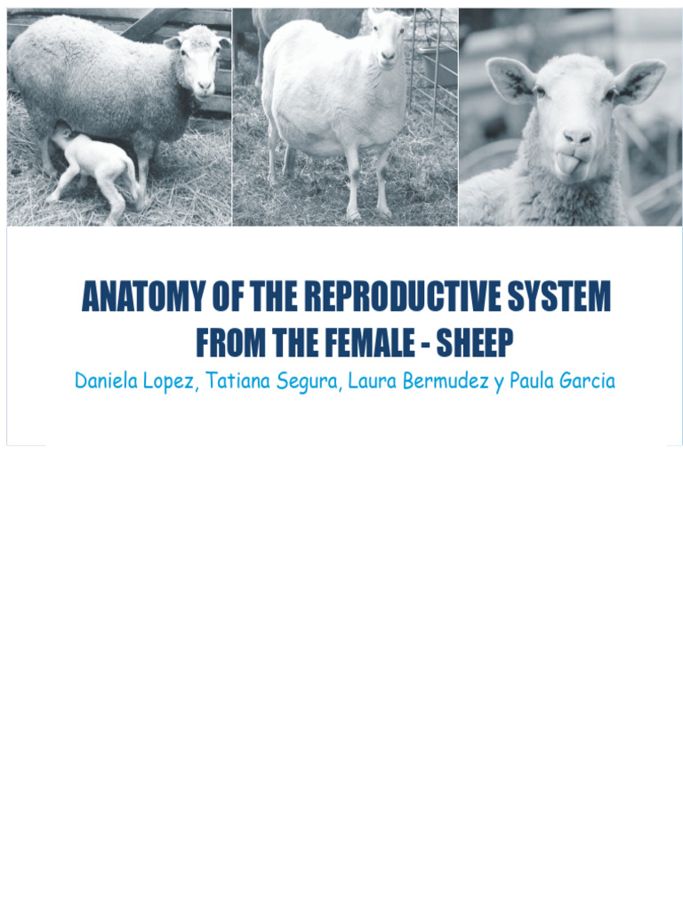 Sheep Female Reproductive Anatomy | PDF | Reproductive System | Uterus