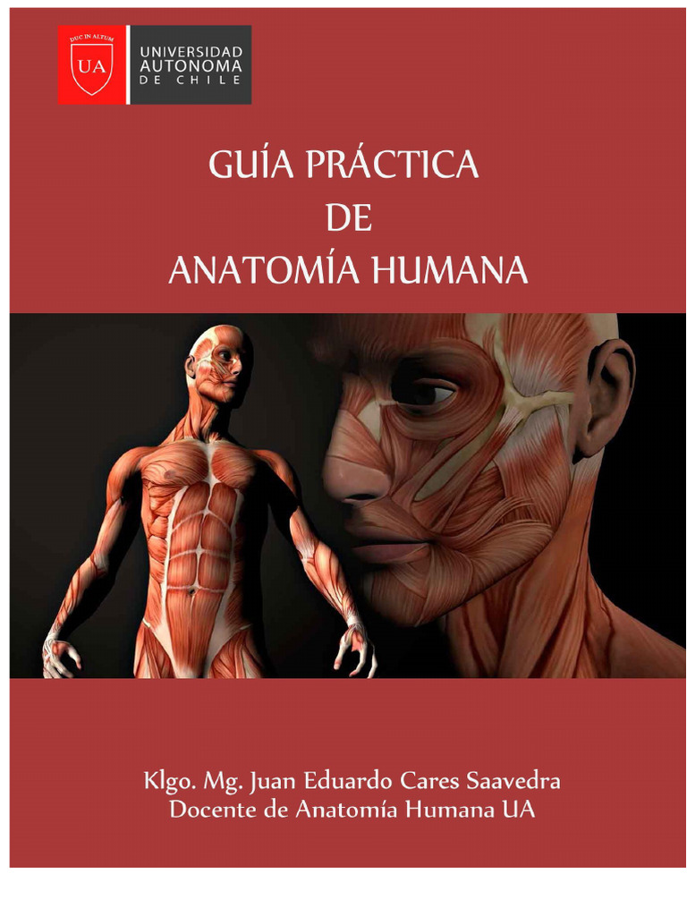 Guia Prática de Anatomia Humana | PDF | Anatomia | Esqueleto