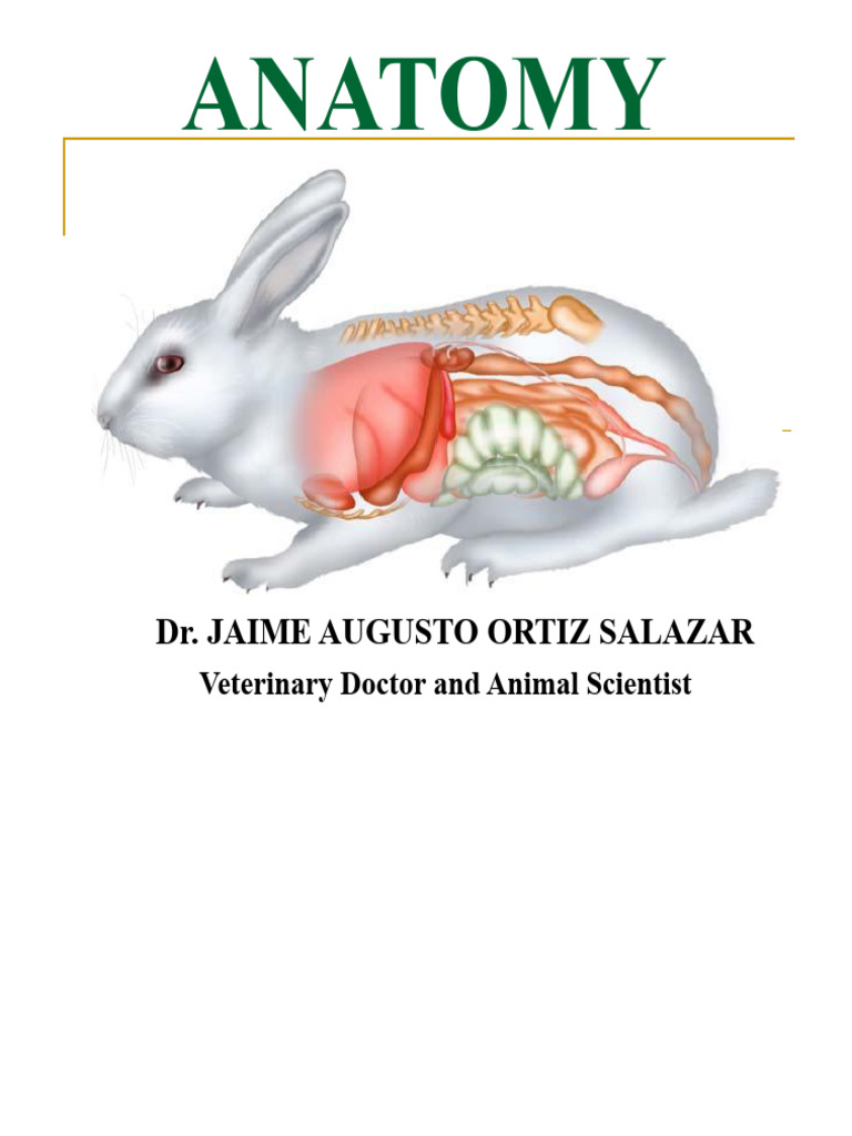 Rabbit Anatomy: Systems Overview | PDF | Respiratory Tract | Stomach
