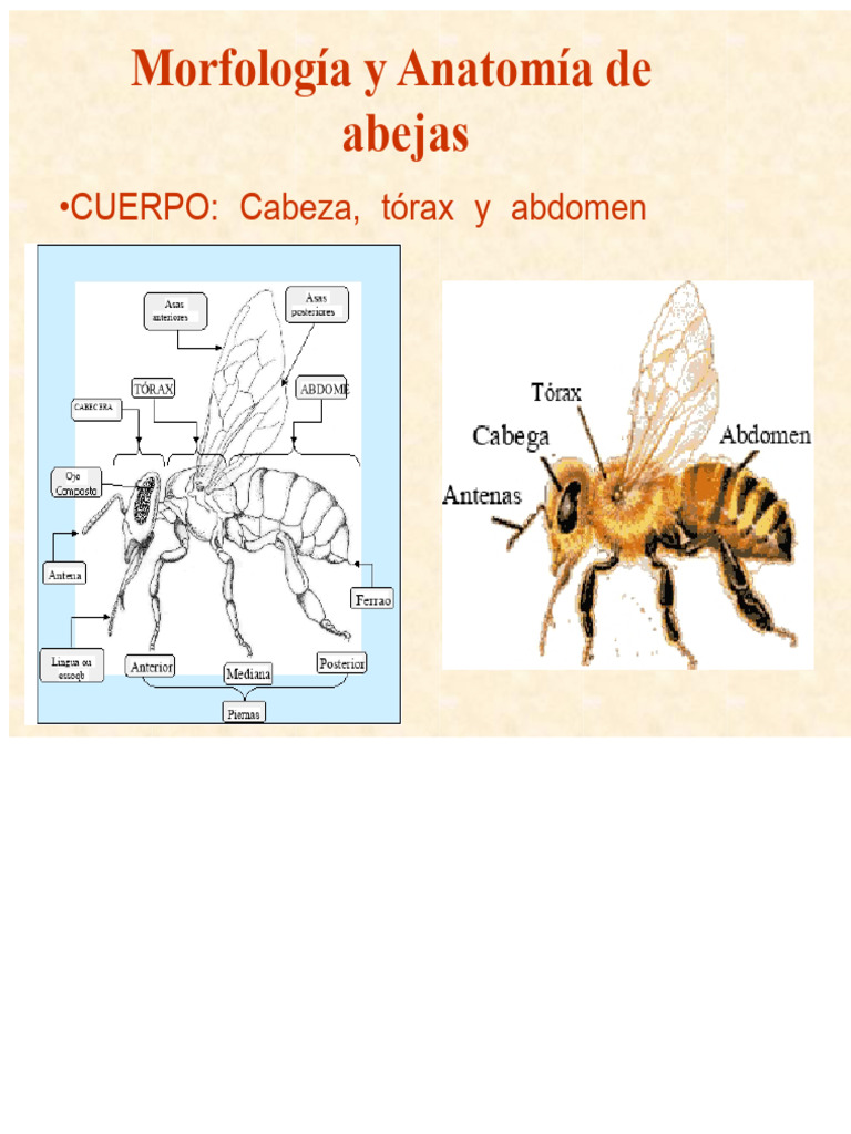 Apicultura - Clase 3 - Anatomía y Fisiología de Las Abejas | PDF ...