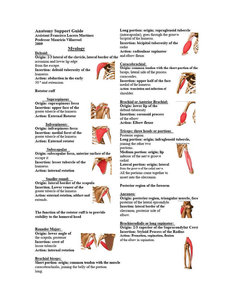 Muscles of The Extremities | PDF | Anatomical Terms Of Motion | Human Leg