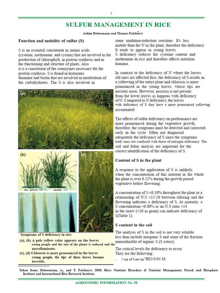 Sulfur Management for Rice Growth | PDF | Sulfur | Cysteine