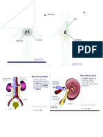 Kidney