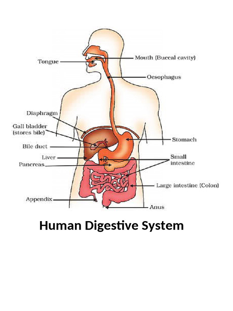 Human Digestive System | PDF