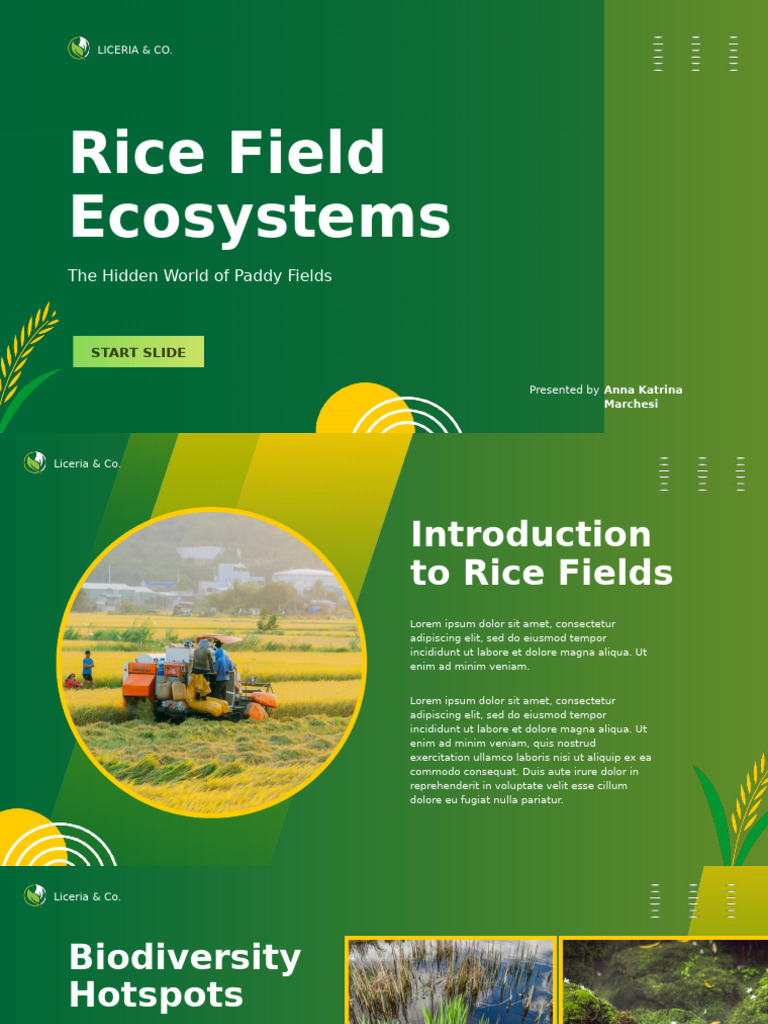 Green and Yellow Gradient Modern Rice Field Ecosystems Presentation | PDF