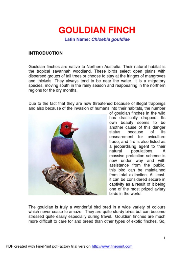 Gouldian Finch | Birds | Paravians | Free 30-day Trial | Scribd