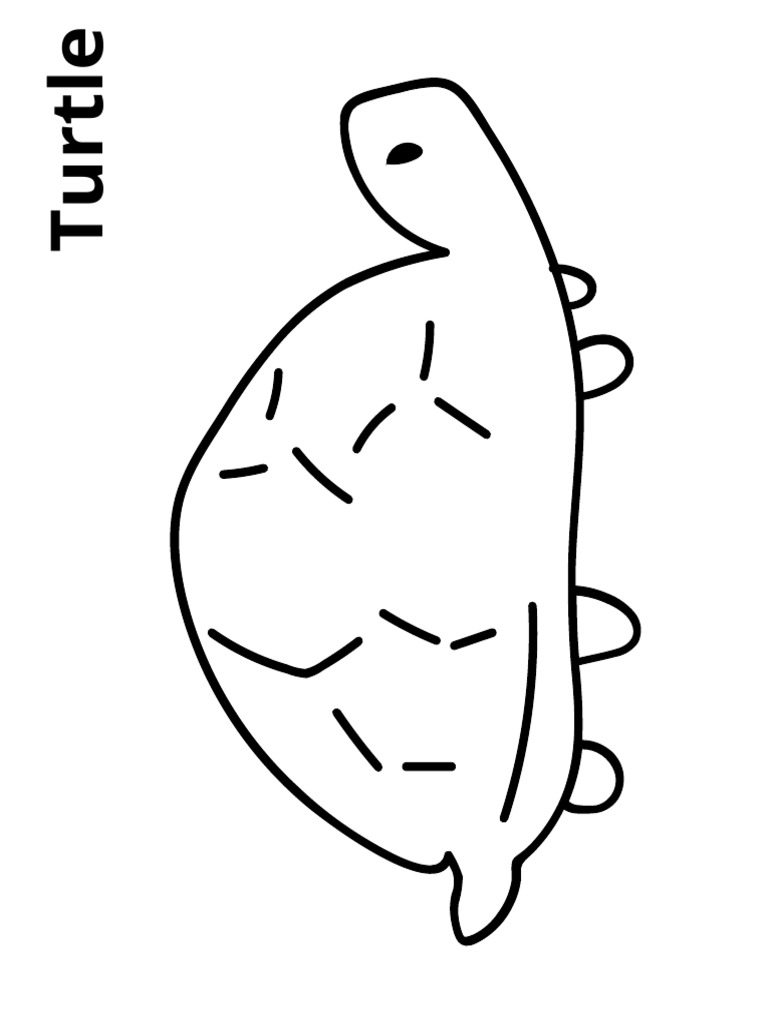 Turtle | PDF