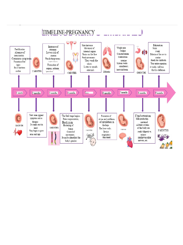 timeline | PDF | Pregnancy | Fetus