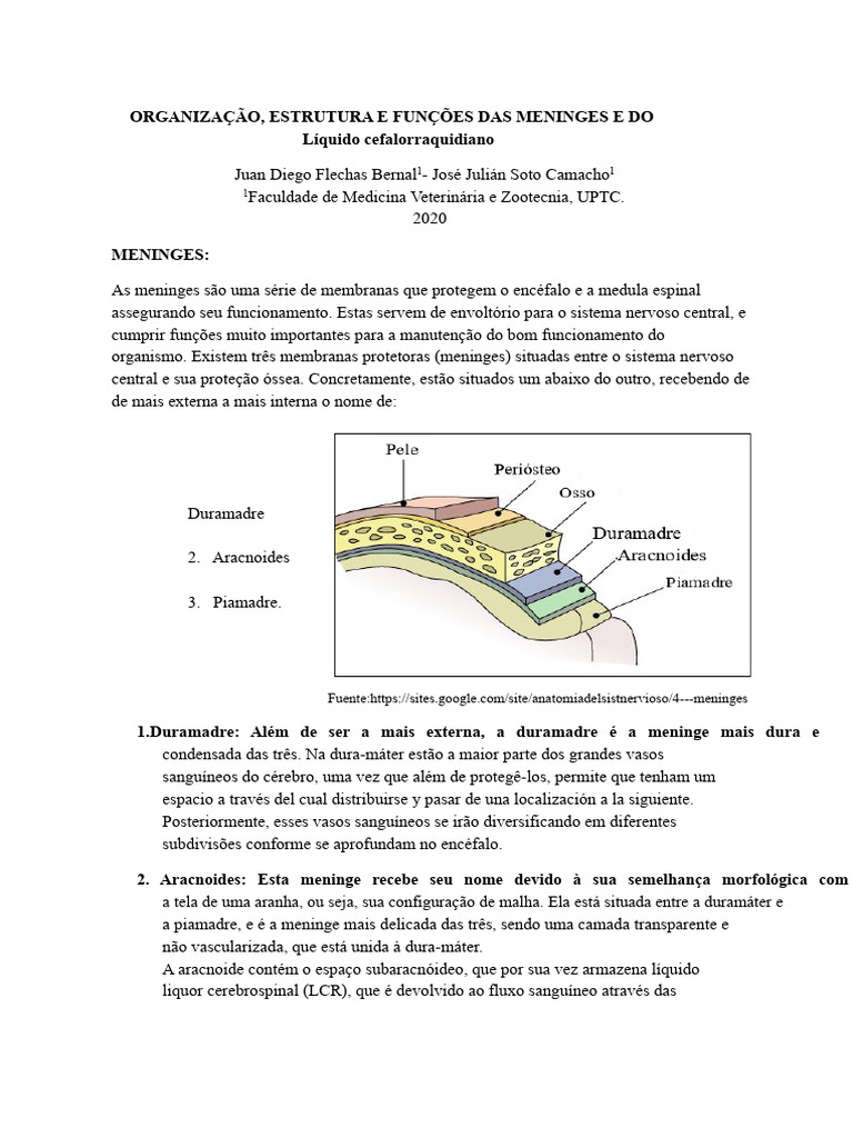 Estrutura e Funções das Meninges e LCR | PDF | Líquido ...