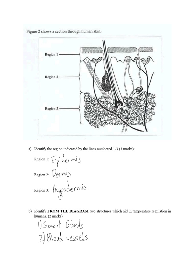 Human Skin Functions and Temperature Regulation | PDF
