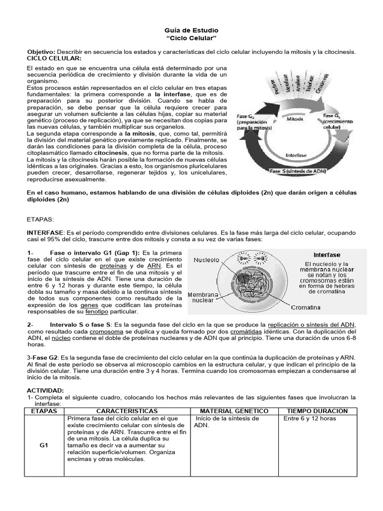 Etapas del Ciclo Celular y Mitosis | PDF | Mitosis | Biología Celular