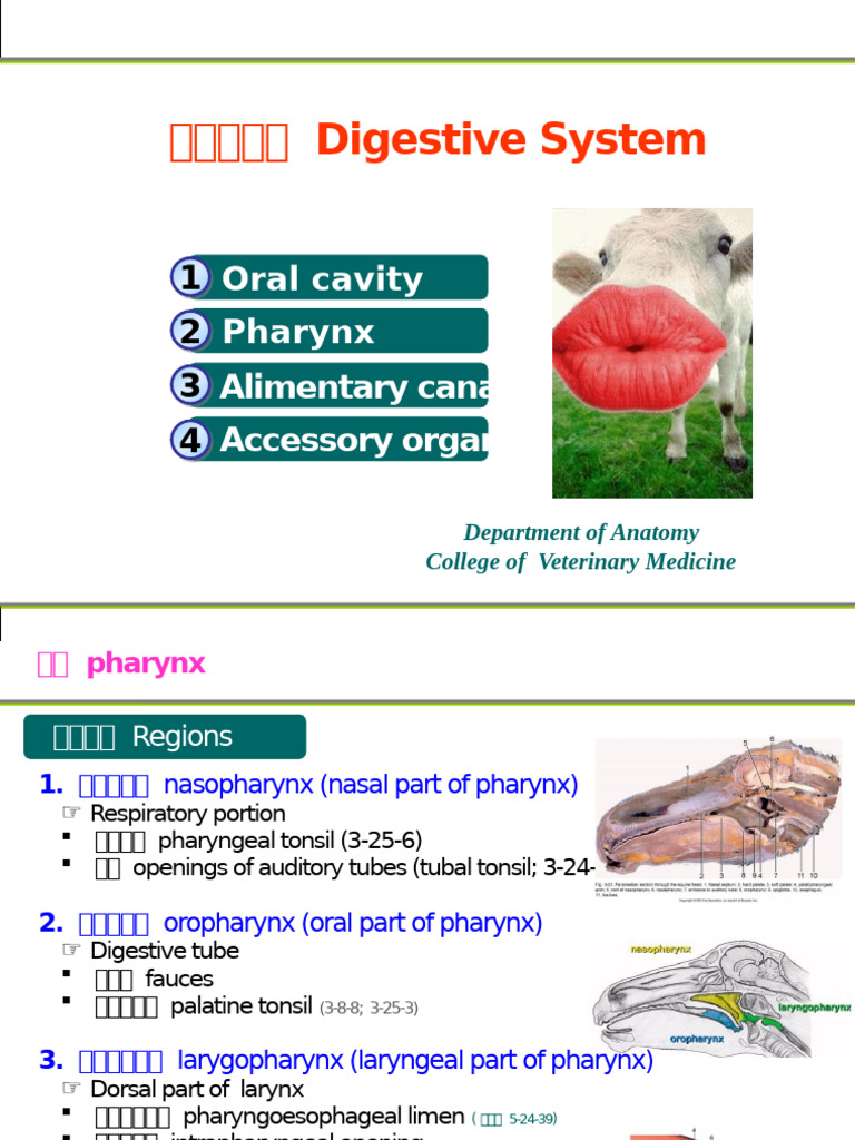 성대입니다. 인간의 목소리 스톡 벡터 - ©nnfotograf 327028092, image size:768x1024