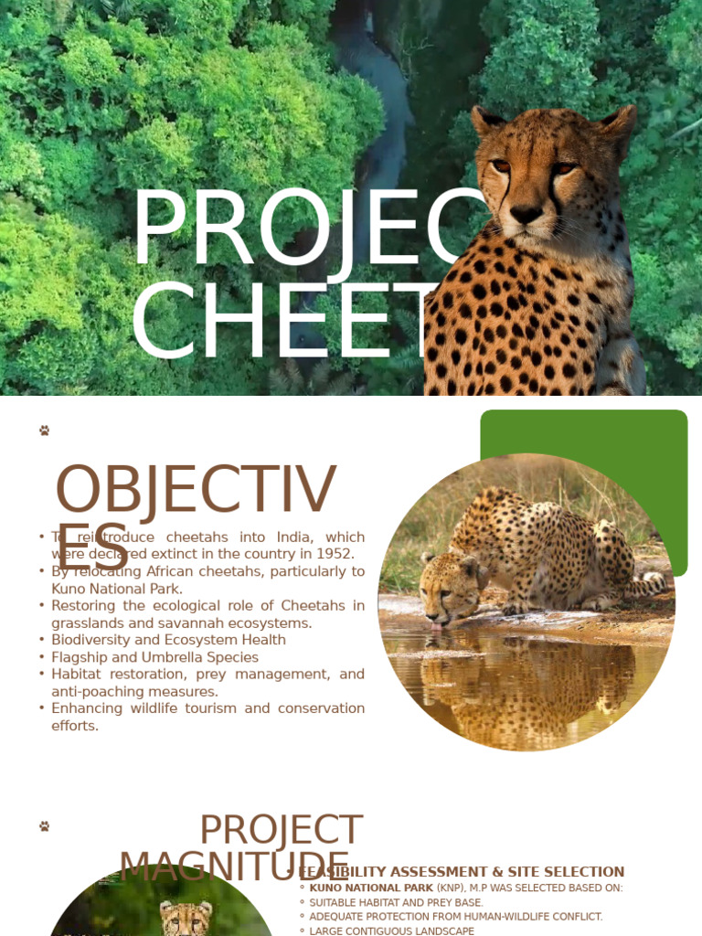 Cheetah Reintroduction in India: Project Overview | PDF | Conservation ...
