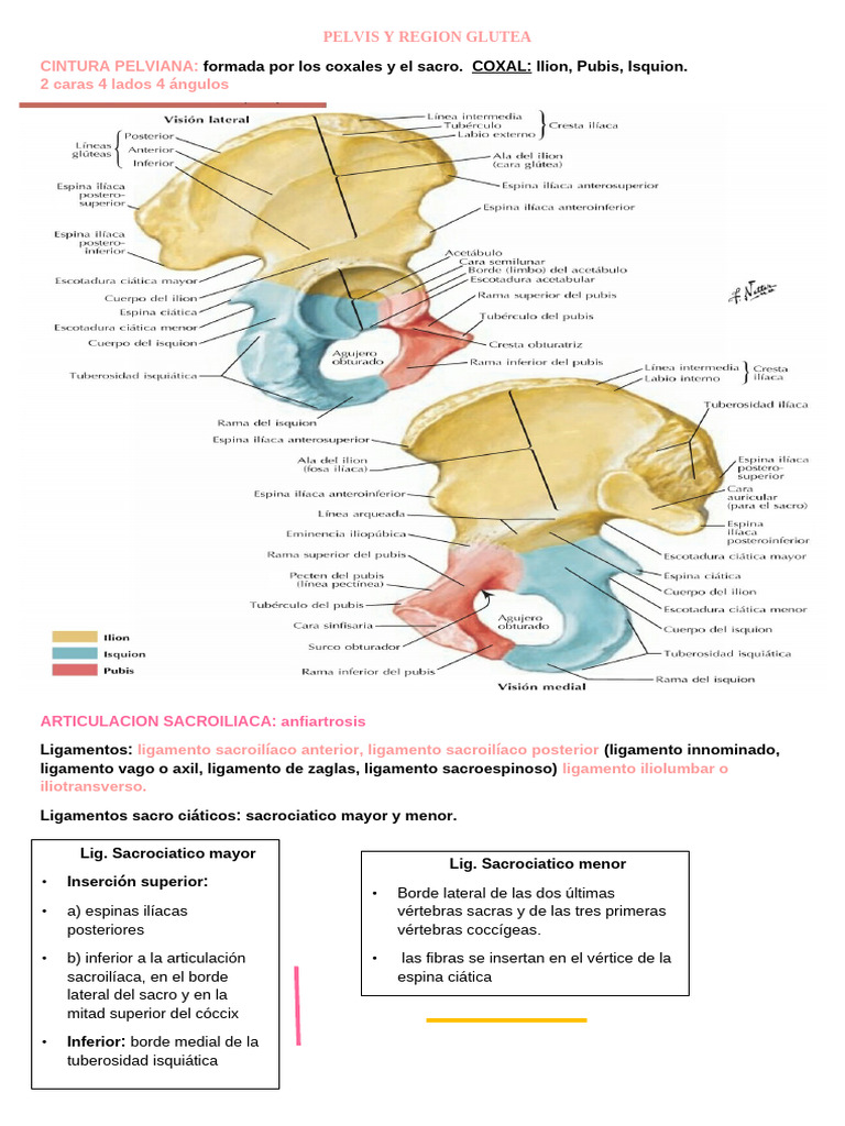 Trabajo sobre el Sistema Urinario - Curso Medicina 101 - Studocu, image size:768x1024