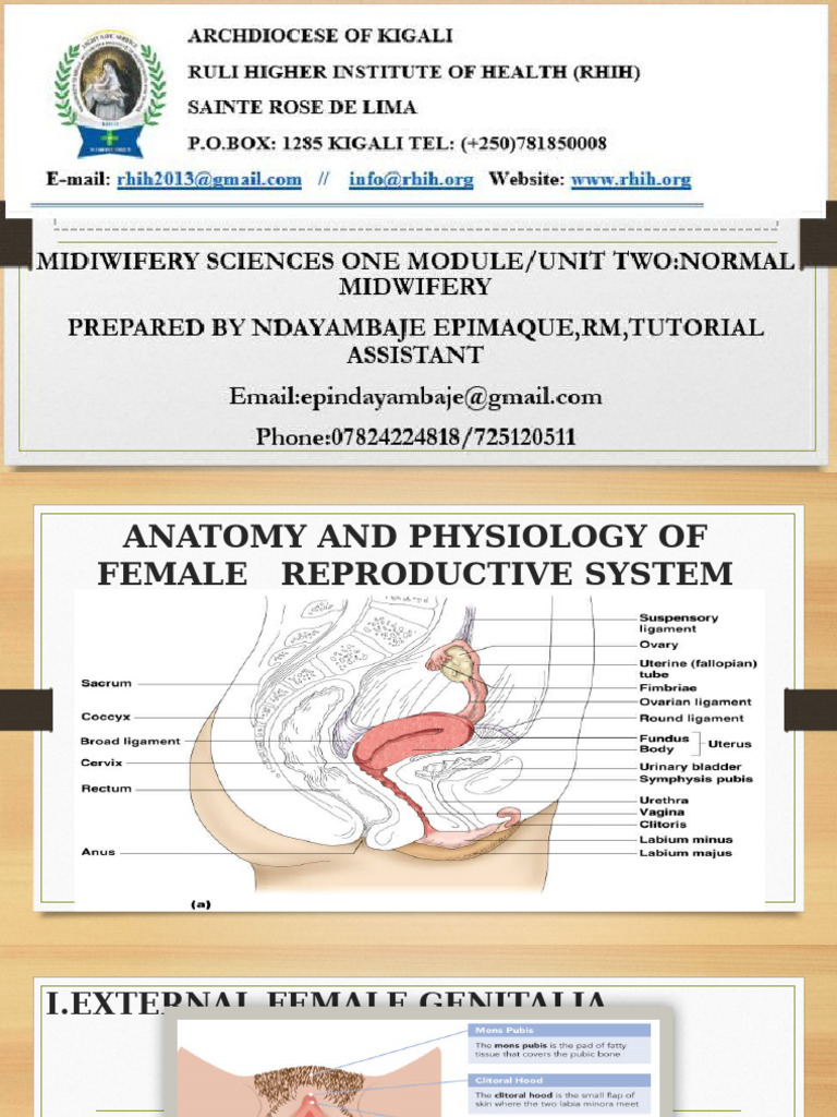 Anatomy of the Female Reproductive System | PDF | Menstrual Cycle ...