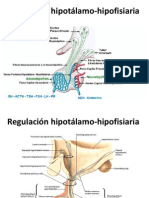 HIPOTALAMO HIPOFISIS