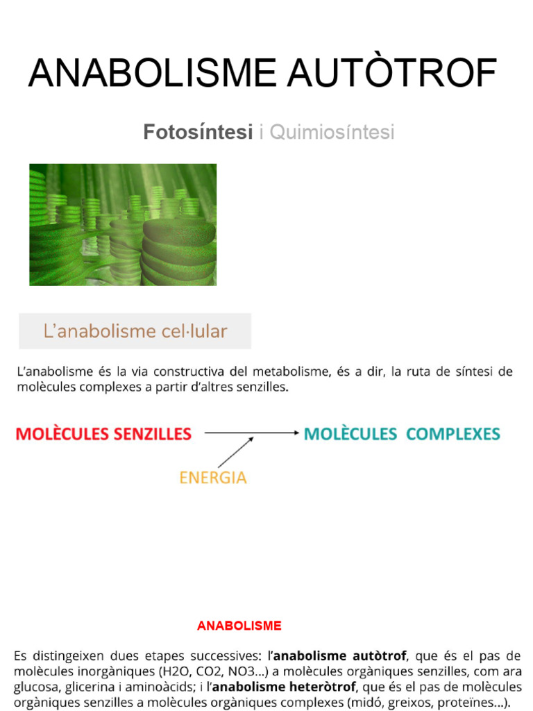 ANABOLISME AUTÒTROF (Fotosíntesi) | PDF