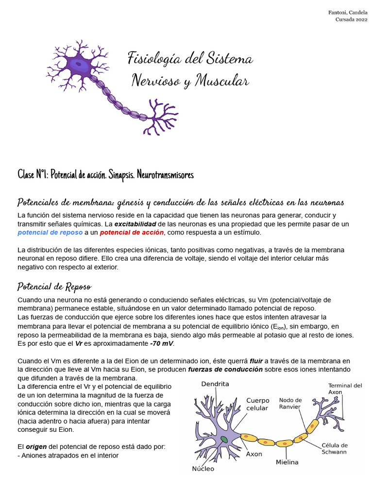 Potenciales de Acción y Sinapsis Neuronal | PDF | Potencial de acción ...