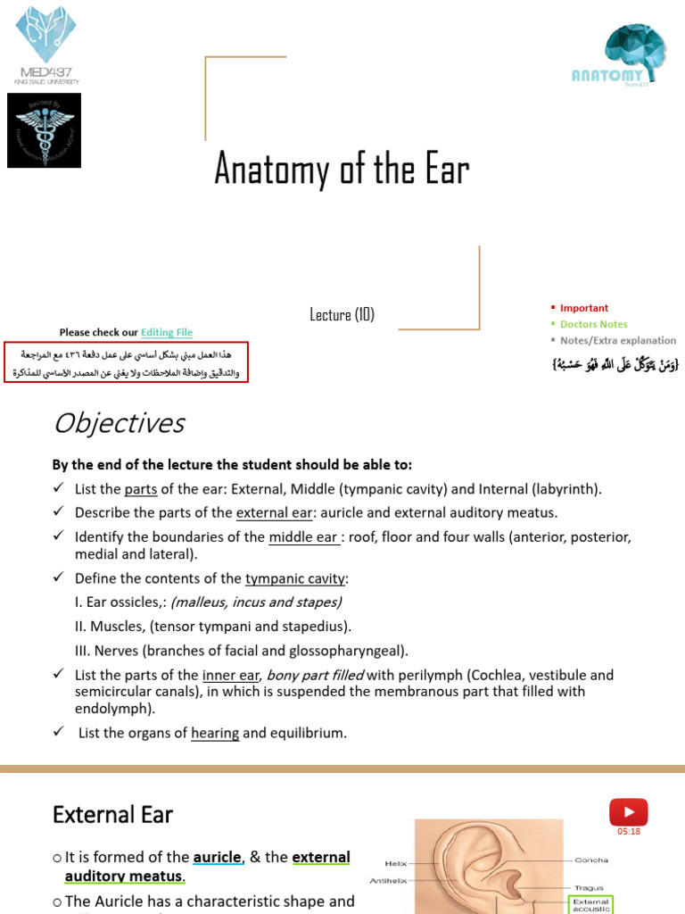 10 - Anatomy of The Ear (Edited) | PDF | Ear | Auditory System