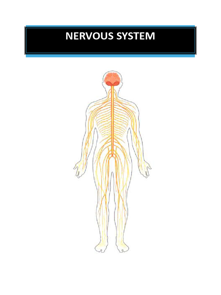 Nervous System Overview and Structure | PDF | Chemical Synapse | Axon