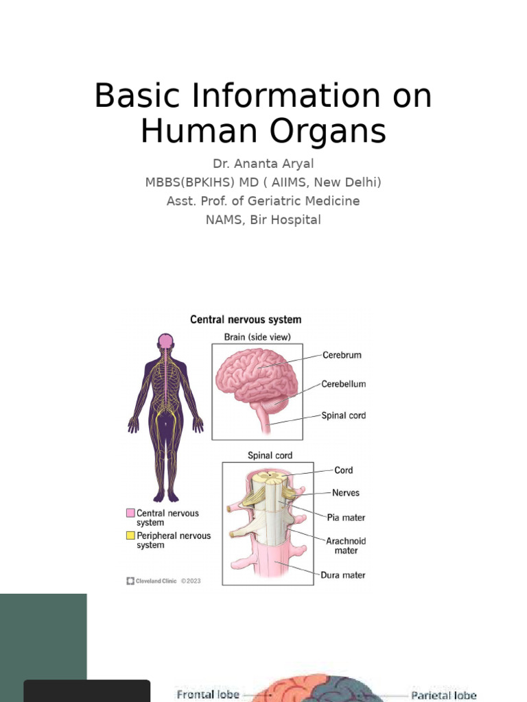 Overview of Human Organs | PDF