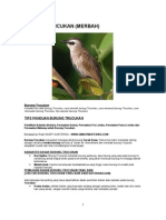 Download Burung Trucukan by Inung Aixs SN96712165 doc pdf