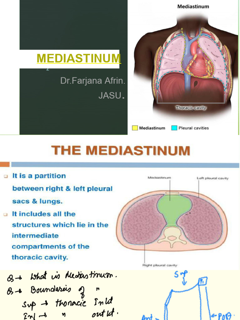 Mediastinum Study Questions Guide | PDF