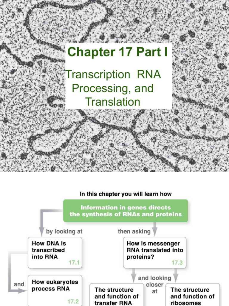 BIOL 1306 Chapter 17 Part I | PDF | Rna Splicing | Rna