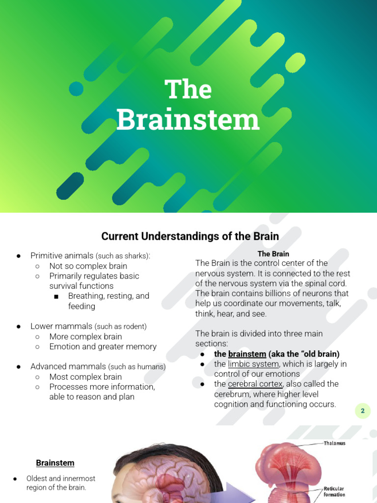 Brainstem & Cerebellum | PDF | Brain | Brainstem