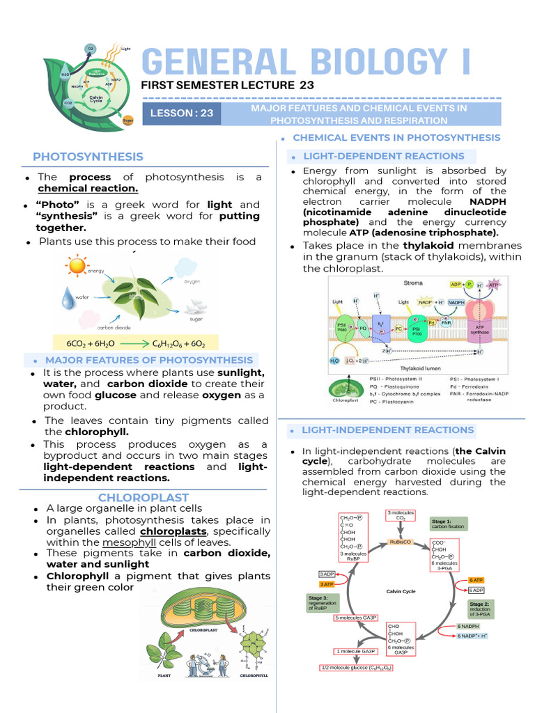 Photosynthesis and Respiration Overview | PDF | Cellular Respiration ...