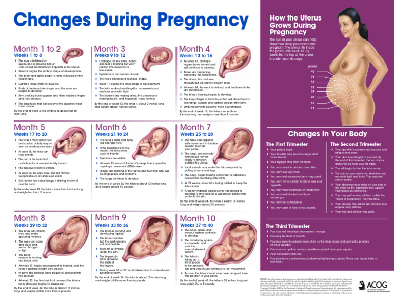 Fetal Development Stages in Pregnancy | PDF | Pregnancy | Fetus