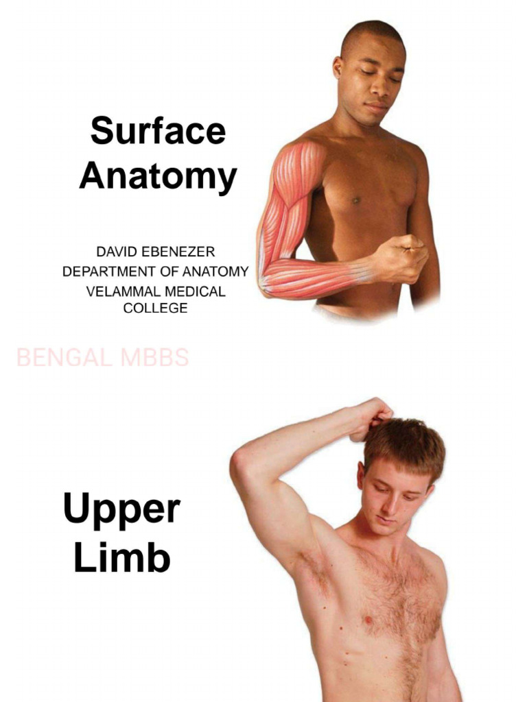 Surface Anatomy | PDF